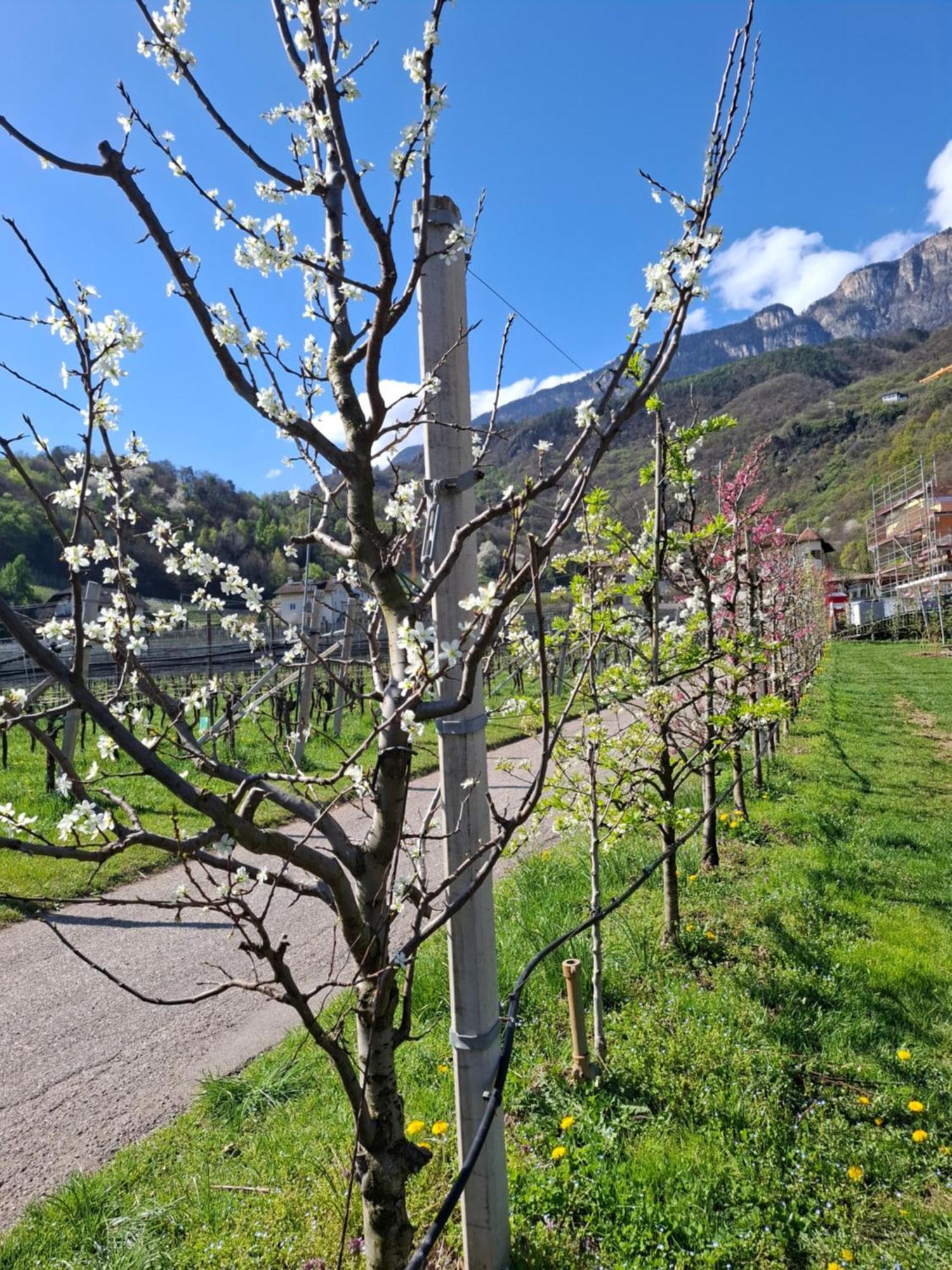 Versigglhof Appiano Sulla Strada Del Vino Luaran gambar