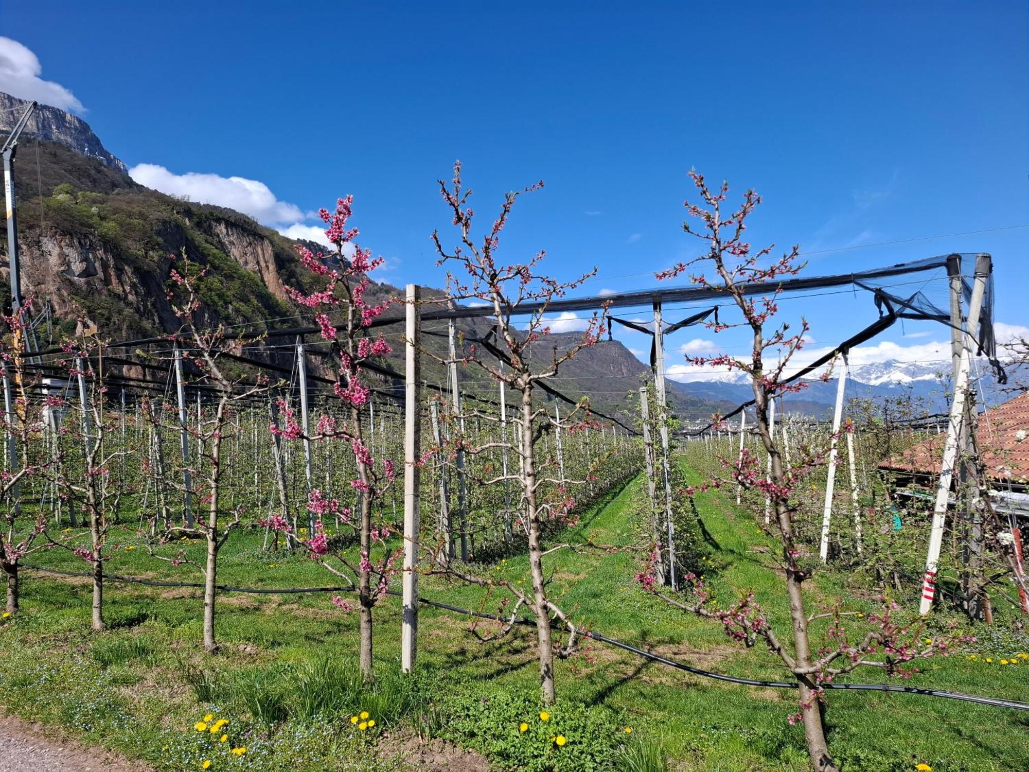 Versigglhof Appiano Sulla Strada Del Vino Luaran gambar